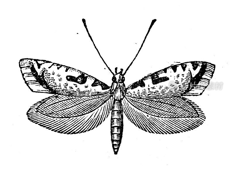 古代动物插图:Angoumois grain moth (Sitotroga cerealella)